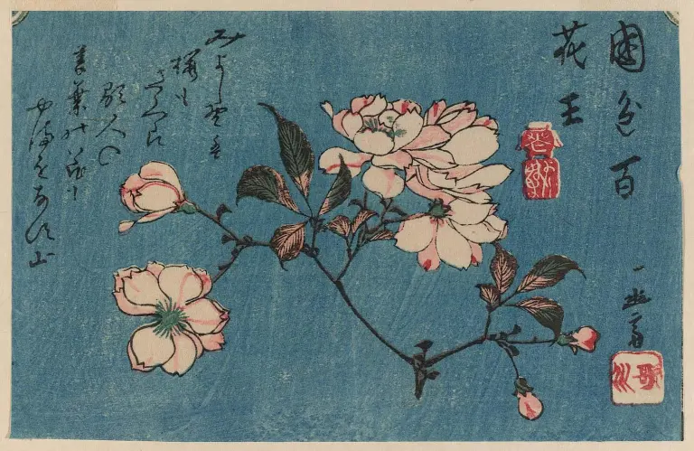 Hiroshige woodblock print of flowering cherry branches
