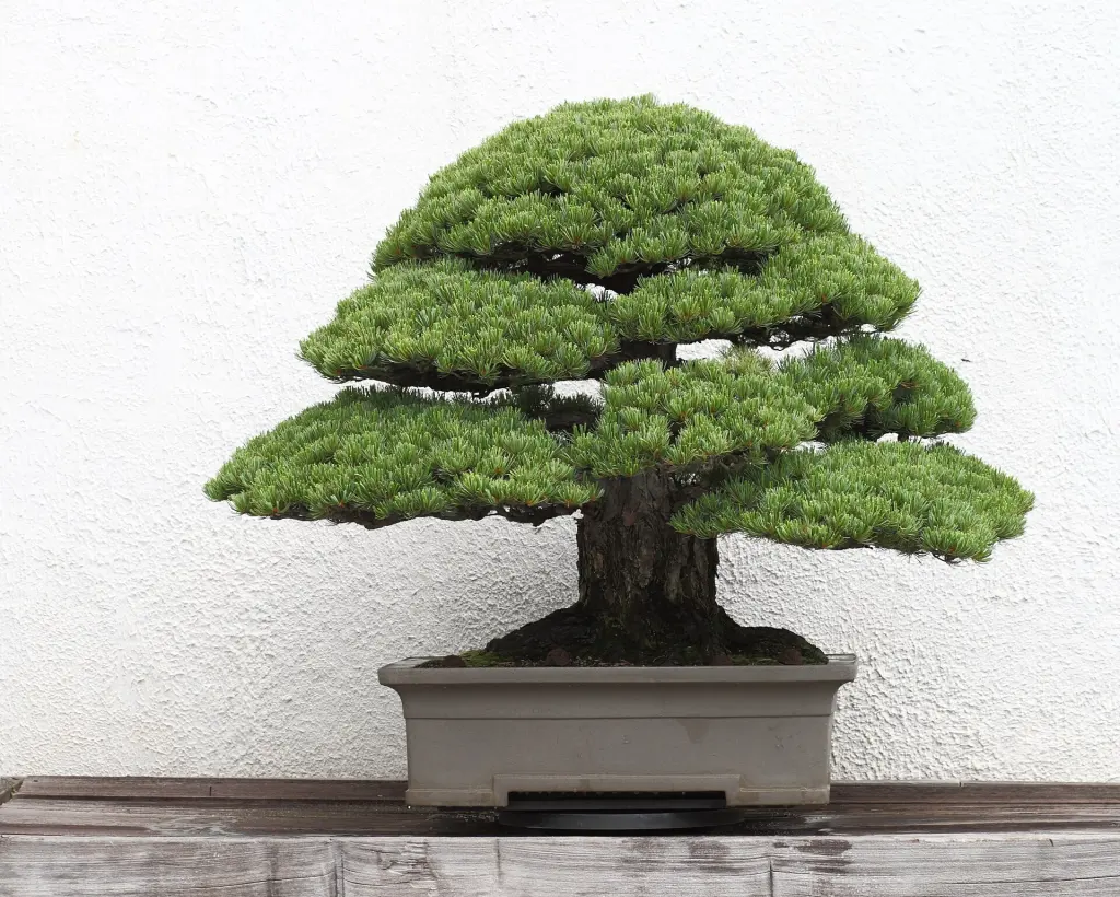 Mature Japanese white pine bonsai displayed in a shallow pot