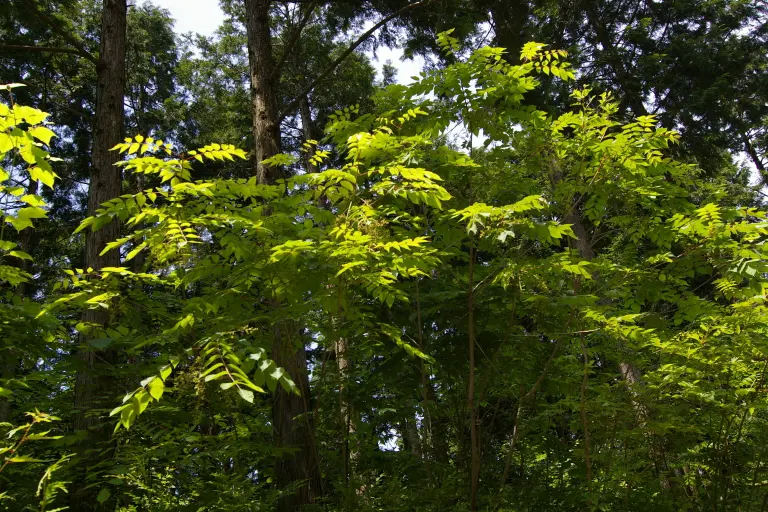 Green leaves and branches of a Japanese lacquer tree