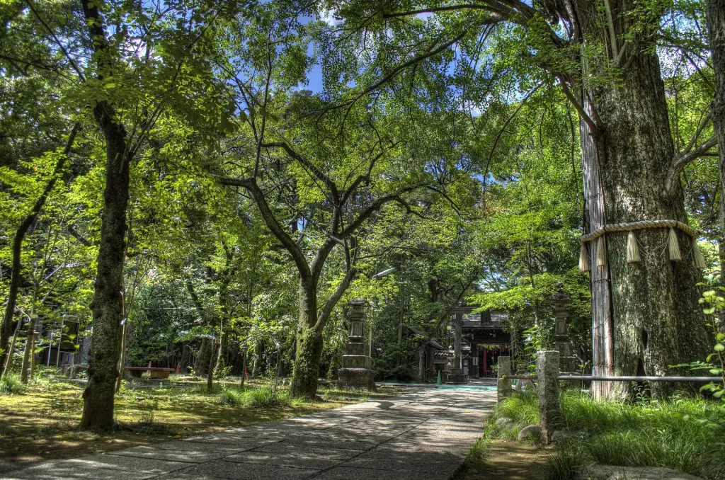 Large ginkgo tree in the wooded precinct of Akasaka Hikawa Shrine