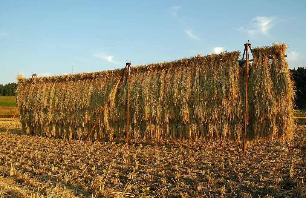 Bundles of harvested rice drying on wooden racks beside Japanese fields