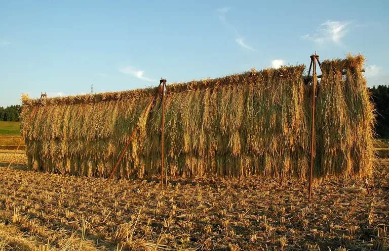 Bundles of harvested rice drying on wooden racks beside Japanese fields